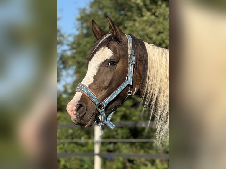 Pools halfbloed Merrie 3 Jaar 164 cm in Stropieszyn