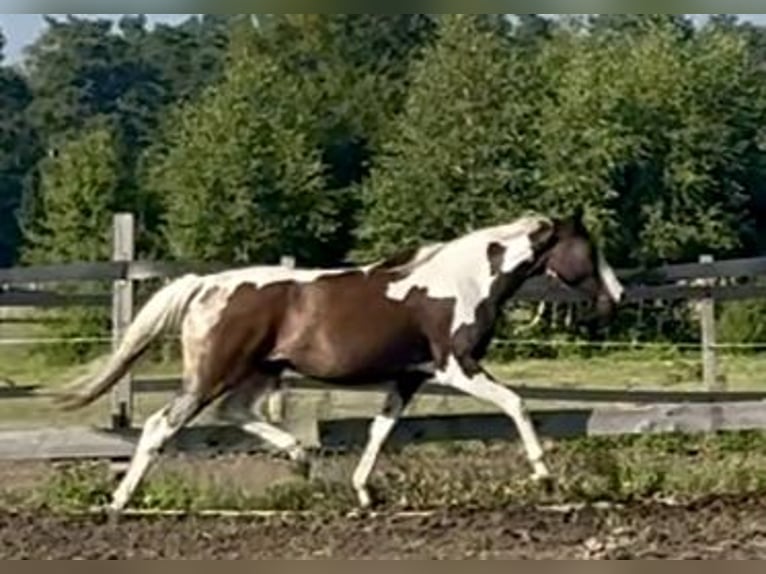 Pools halfbloed Merrie 3 Jaar 164 cm in Stropieszyn