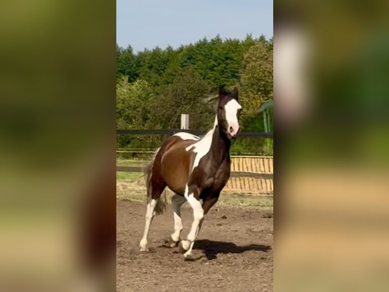 Pools halfbloed Merrie 3 Jaar 164 cm in Stropieszyn