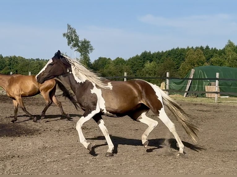 Pools halfbloed Merrie 3 Jaar 164 cm in Stropieszyn