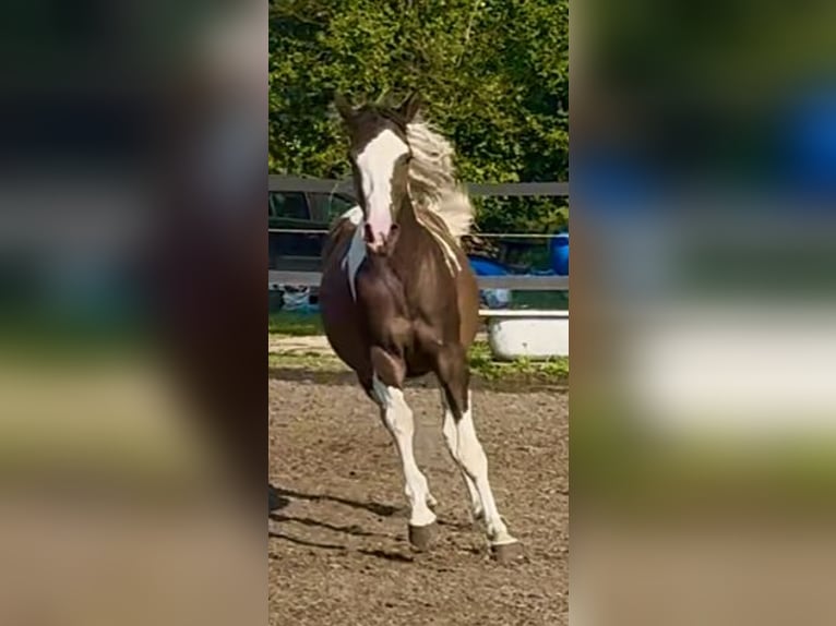 Pools halfbloed Merrie 3 Jaar 164 cm in Stropieszyn