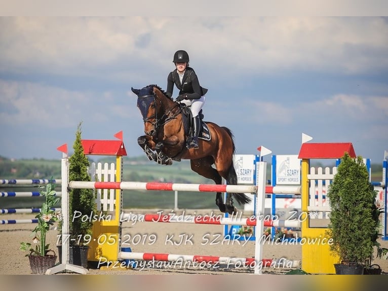 Pools halfbloed Merrie 3 Jaar 166 cm Donkerbruin in Knur&#xF3;w