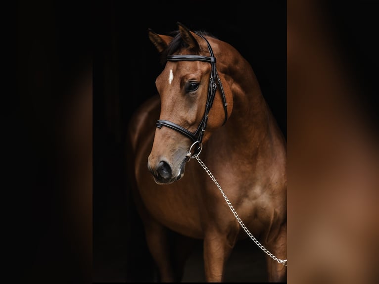 Pools halfbloed Merrie 3 Jaar 167 cm Roodbruin in Buk