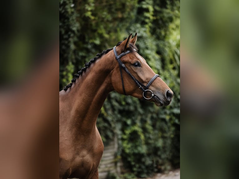 Pools halfbloed Merrie 3 Jaar 167 cm Roodbruin in Buk