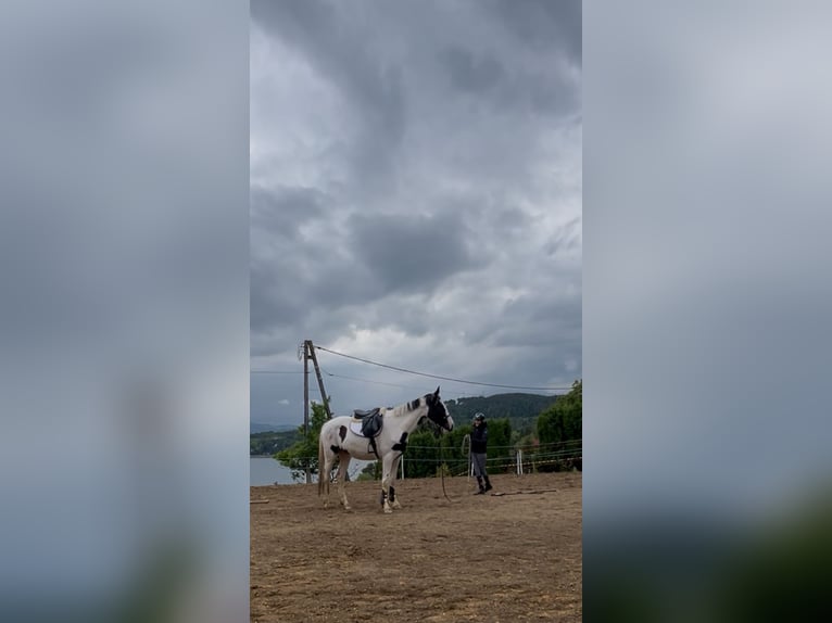 Pools halfbloed Merrie 3 Jaar 170 cm Gevlekt-paard in Gródek nad Dunajcem