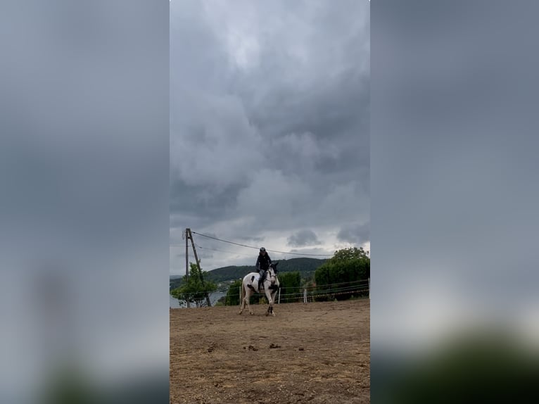 Pools halfbloed Merrie 3 Jaar 170 cm Gevlekt-paard in Gródek nad Dunajcem