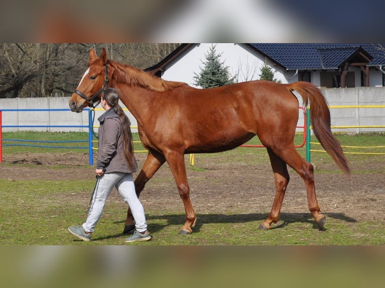Pools halfbloed Merrie 3 Jaar 170 cm Vos in nowa sól