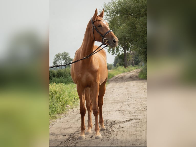 Pools halfbloed Merrie 3 Jaar 171 cm Vos in Garwolin