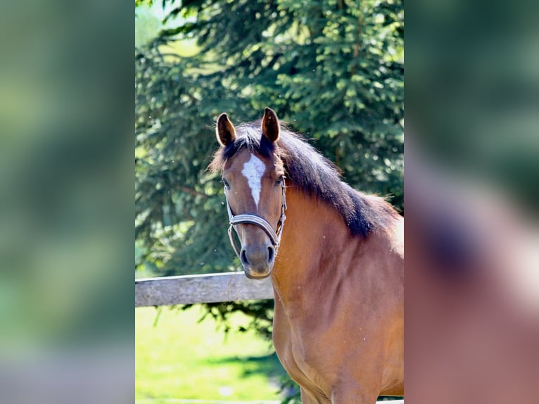 Pools halfbloed Merrie 4 Jaar 160 cm Roodbruin in Gryfice
