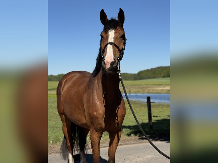 Pools halfbloed Merrie 4 Jaar 164 cm Roodbruin in Gryfice
