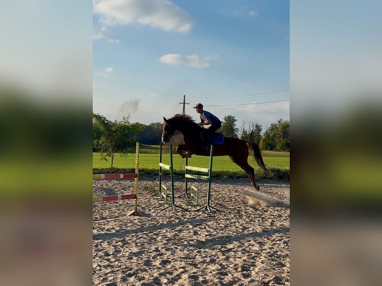 Pools halfbloed Merrie 4 Jaar 165 cm Vos in Poznań