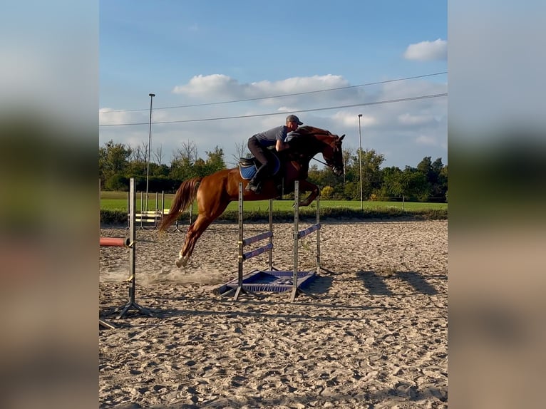 Pools halfbloed Merrie 4 Jaar 165 cm Vos in Poznań