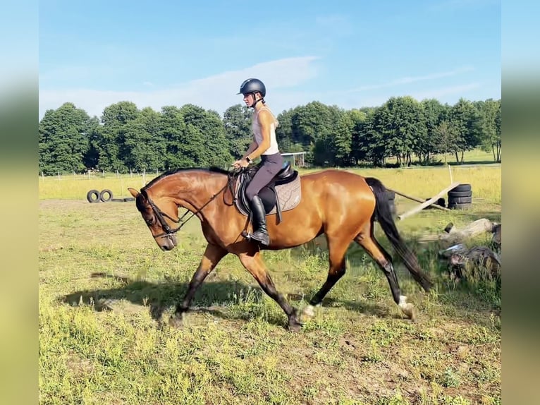 Pools halfbloed Merrie 4 Jaar 168 cm Roodbruin in Sieraków