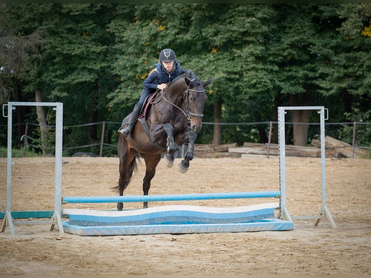 Pools halfbloed Merrie 4 Jaar 170 cm Donkerbruin in Oparzno Pools halfbloed Merrie 4 Jaar 170 cm Donkerbruin in Oparzno