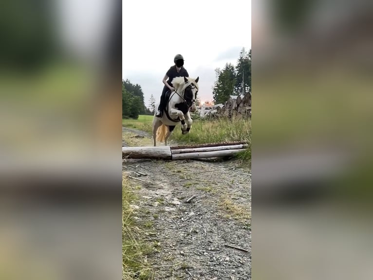 Pools halfbloed Mix Merrie 5 Jaar 150 cm Gevlekt-paard in Münchberg