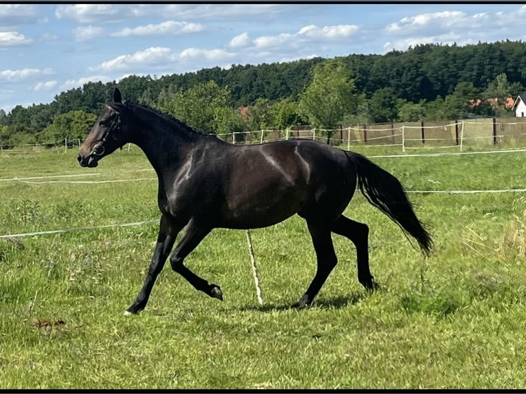 Pools halfbloed Merrie 5 Jaar 152 cm Zwartbruin in Legnica