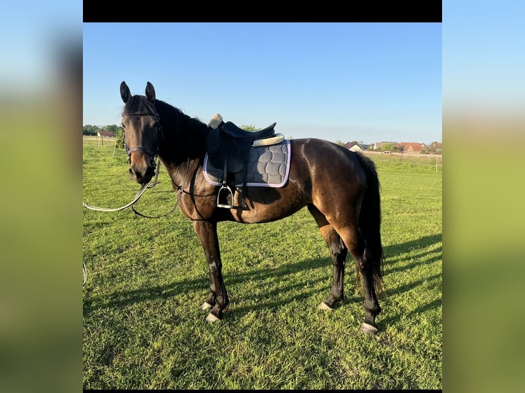 Pools halfbloed Merrie 5 Jaar 152 cm Zwartbruin in Legnica