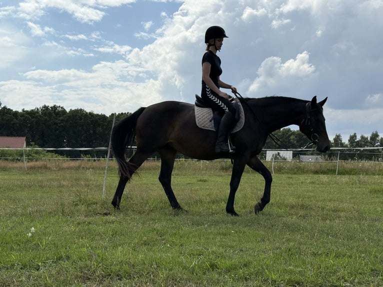 Pools halfbloed Merrie 5 Jaar 153 cm Donkerbruin in Legnica