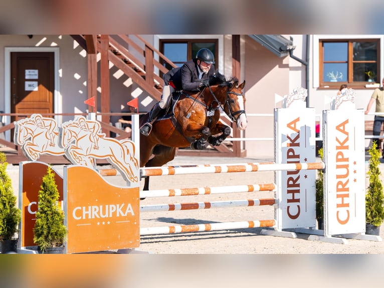 Pools halfbloed Merrie 5 Jaar 164 cm Roodbruin in W&#x105;wa&#x142;