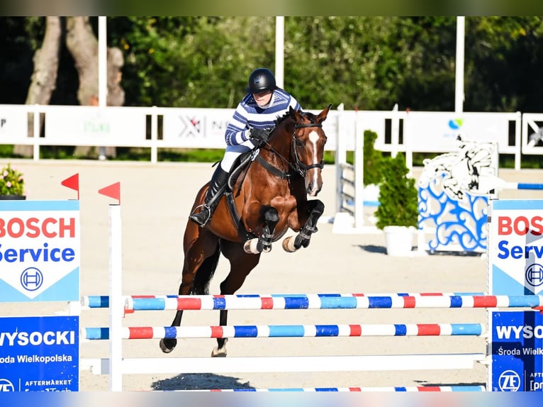 Pools halfbloed Merrie 5 Jaar 168 cm Roodbruin in Chwa&#x142;owice