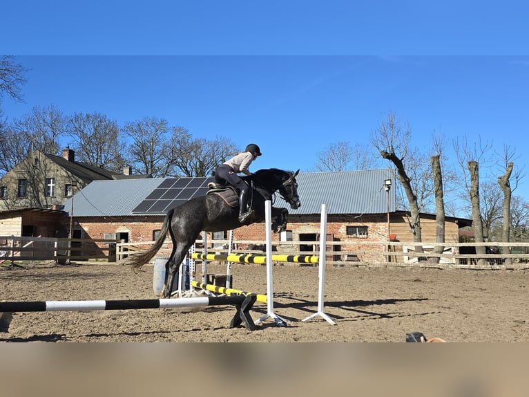 Pools halfbloed Merrie 5 Jaar 168 cm Schimmel in W&#x142;odarka