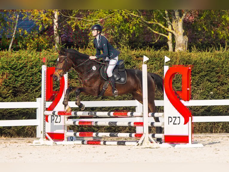 Pools halfbloed Merrie 5 Jaar 170 cm Roodbruin in W&#xF3;jcin