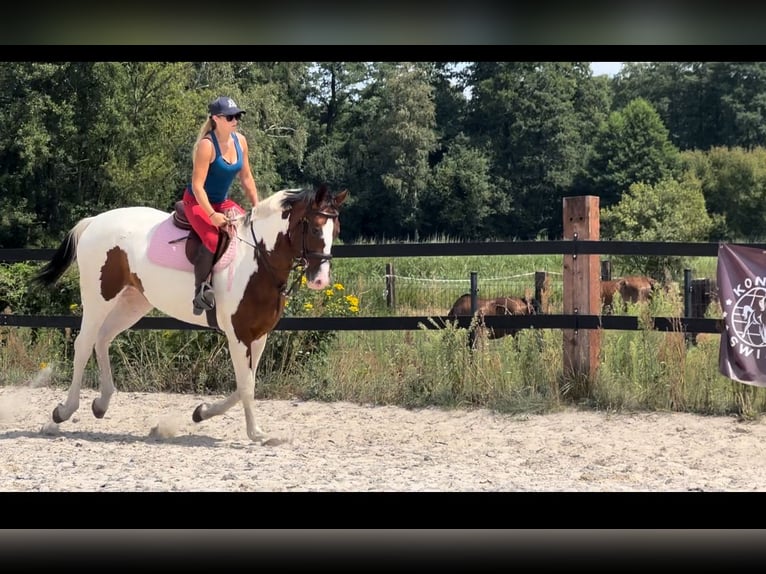 Pools halfbloed Merrie 5 Jaar 172 cm Gevlekt-paard in Zwierzyniec