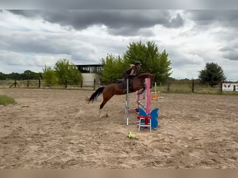 Pools halfbloed Merrie 6 Jaar 164 cm Bruin in Siedleczek