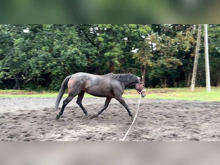 Pools halfbloed Merrie 6 Jaar 165 cm Roodbruin in Rybno Wielkie