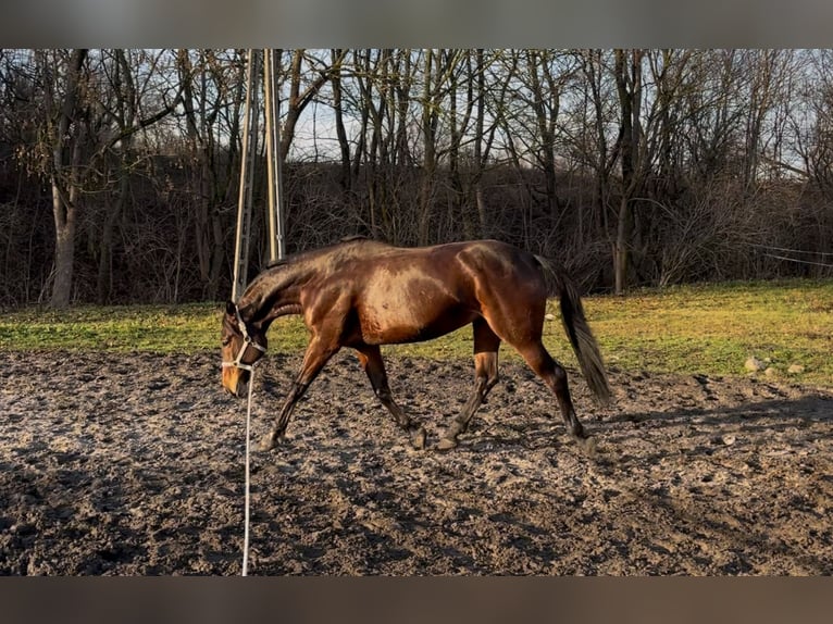 Pools halfbloed Merrie 6 Jaar 165 cm Roodbruin in Rybno Wielkie