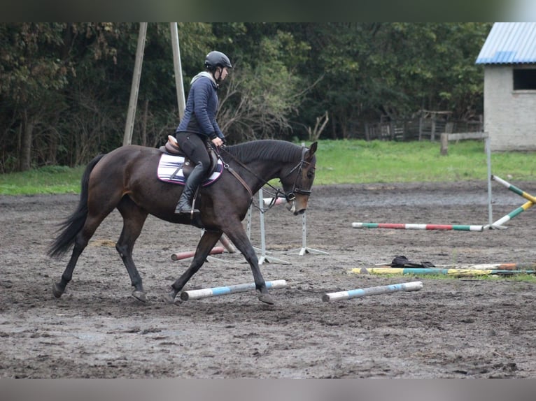 Pools halfbloed Merrie 6 Jaar 165 cm Roodbruin in Rybno Wielkie