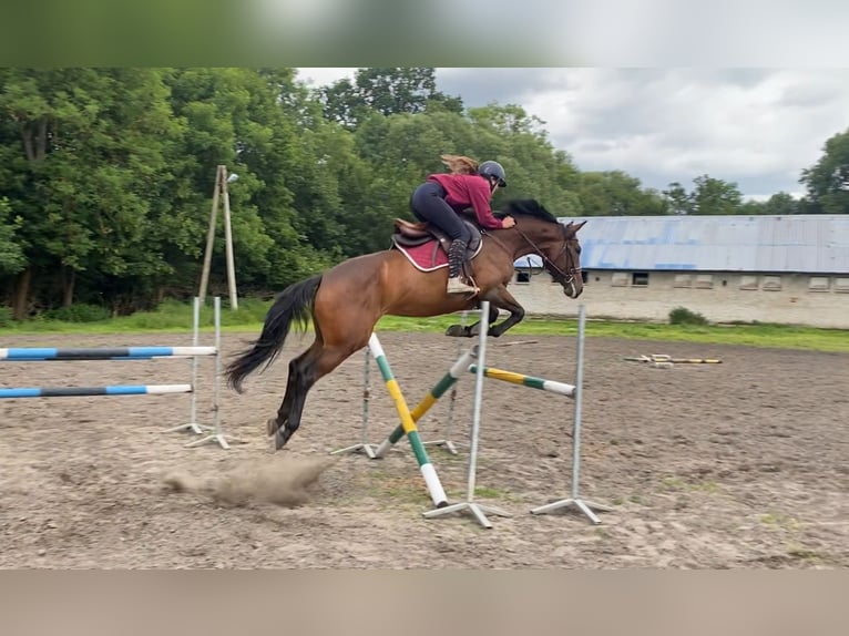 Pools halfbloed Merrie 6 Jaar 165 cm Roodbruin in Rybno Wielkie