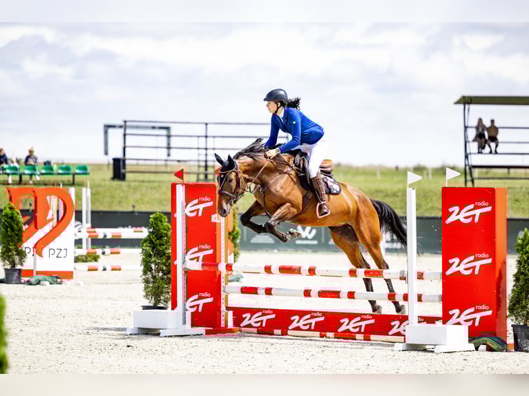 Pools halfbloed Merrie 6 Jaar 165 cm Roodbruin in Rybno Wielkie