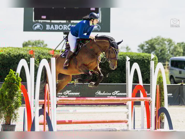 Pools halfbloed Merrie 6 Jaar 165 cm Roodbruin in Rybno Wielkie