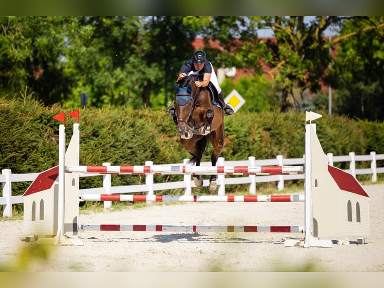 Pools halfbloed Merrie 6 Jaar 175 cm Bruin in Wierzchucice