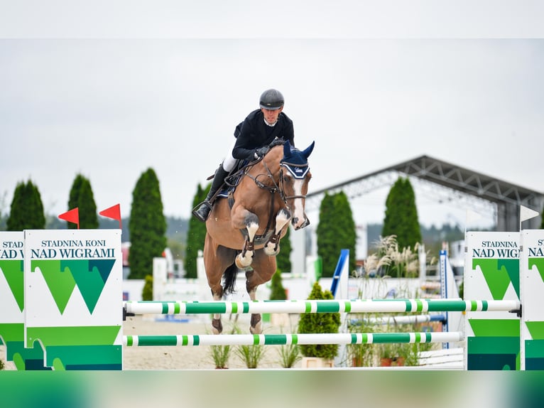 Pools halfbloed Merrie 6 Jaar 175 cm Roodbruin in G&#x142;owno