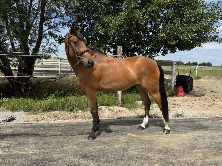 Pools halfbloed Merrie 6 Jaar Roodbruin in Deszczno