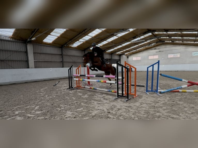 Pools halfbloed Merrie 6 Jaar Roodbruin in Deszczno