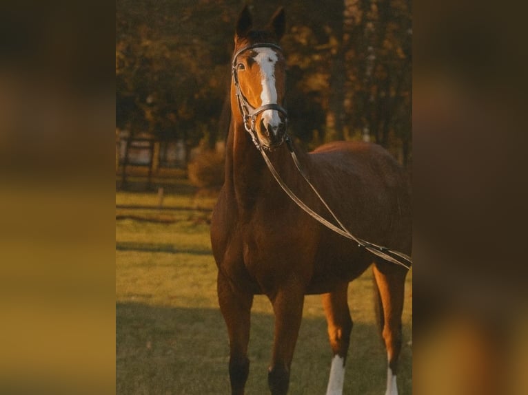 Pools halfbloed Merrie 6 Jaar Roodbruin in Poznań