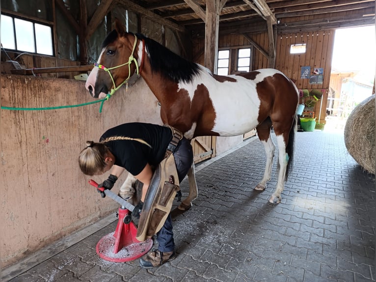 Pools halfbloed Mix Merrie 7 Jaar 149 cm Tobiano-alle-kleuren in Nittenau