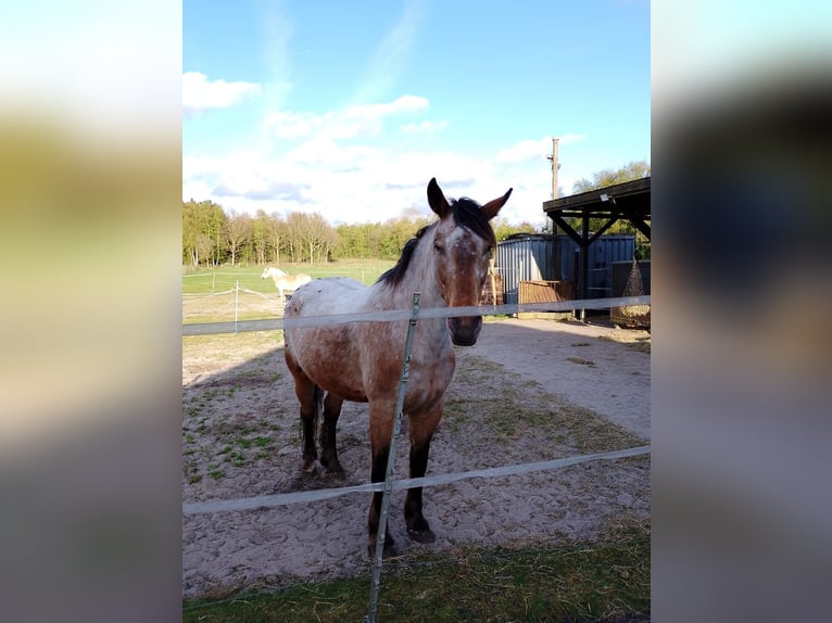 Pools halfbloed Mix Merrie 7 Jaar 159 cm Roan-Bay in Ihlow