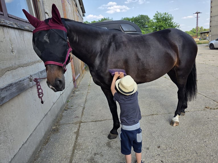 Pools halfbloed Merrie 7 Jaar 165 cm Bruin in Kolkwitz