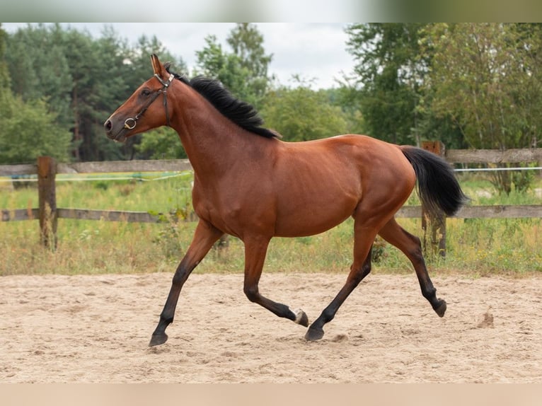 Pools halfbloed Merrie 7 Jaar 166 cm Roodbruin in Nowy Dzikowiec