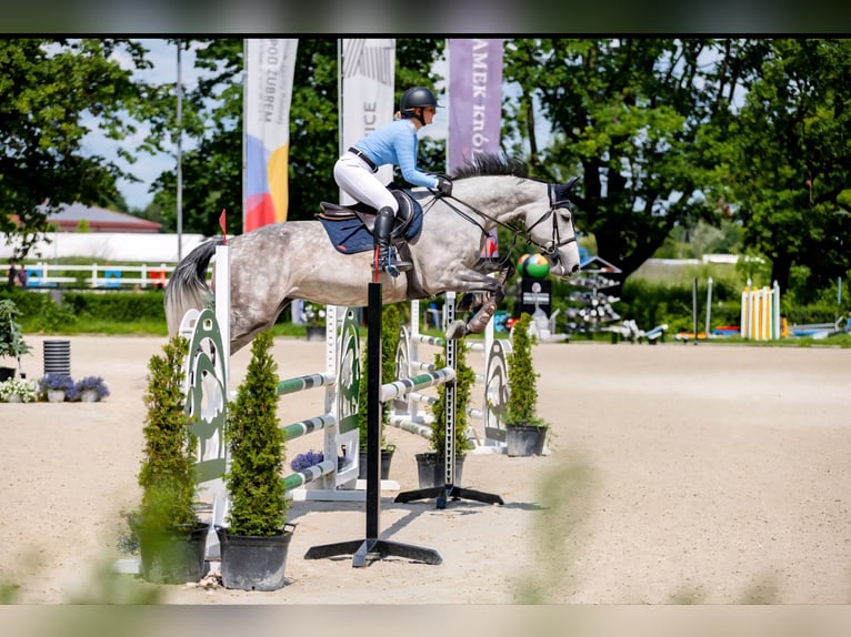 Pools halfbloed Merrie 7 Jaar 166 cm Schimmel in Kraków Pools halfbloed Merrie 7 Jaar 166 cm Schimmel in Kraków
