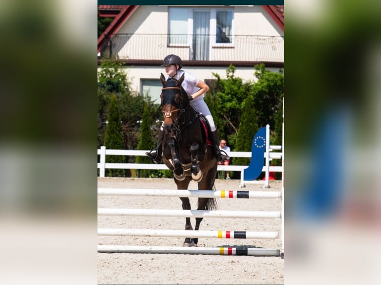 Pools halfbloed Merrie 7 Jaar 167 cm Zwartbruin in Modrzewie