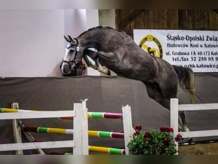 Pools halfbloed Merrie 7 Jaar 168 cm in Trzyciąż