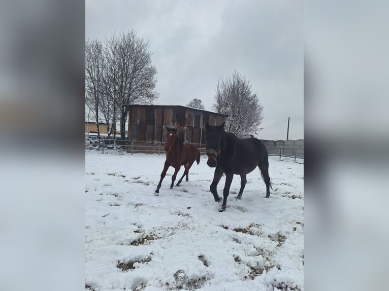 Pools halfbloed Merrie 7 Jaar 170 cm Bruin in Świętochłowice