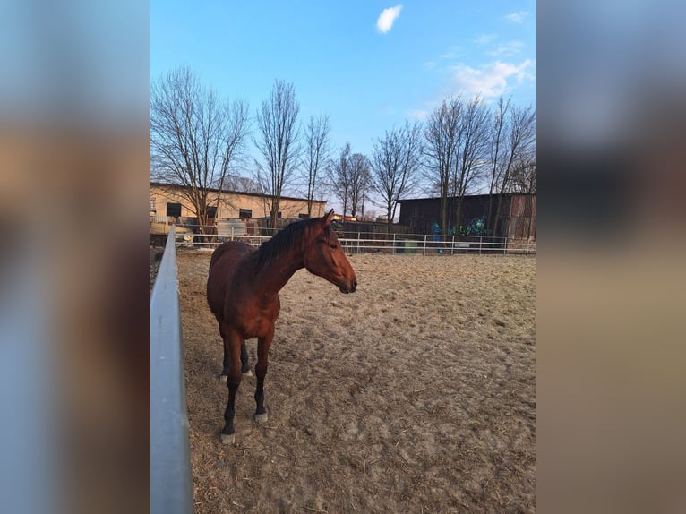 Pools halfbloed Merrie 7 Jaar 170 cm Bruin in Świętochłowice