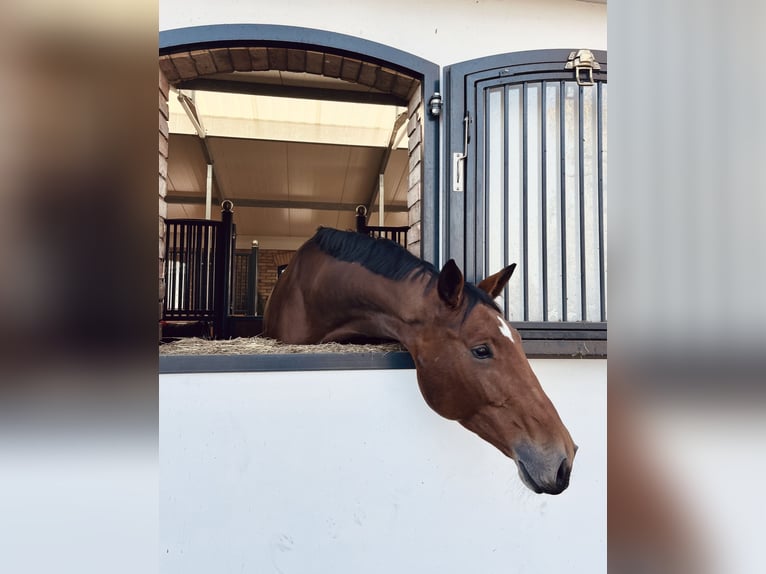 Pools halfbloed Merrie 7 Jaar 173 cm Bruin in Brzoza