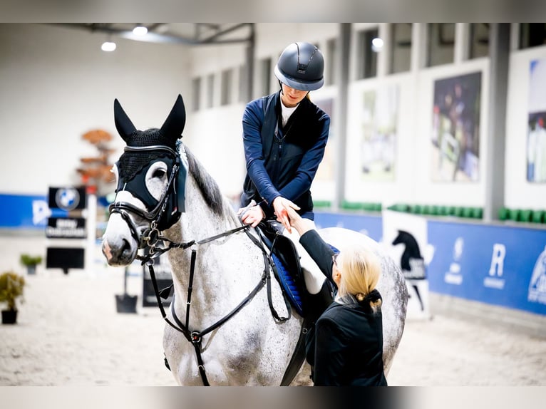 Pools halfbloed Merrie 7 Jaar 173 cm Schimmel in Chełmża
